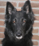 Tsherna,groenendaeler,10 jr, is voor HD behandeld met acupunctuur. En net als Julie is ook zij een plaatje!